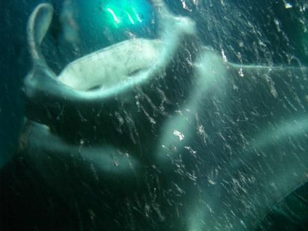 Snorkeling with Manta Rays
